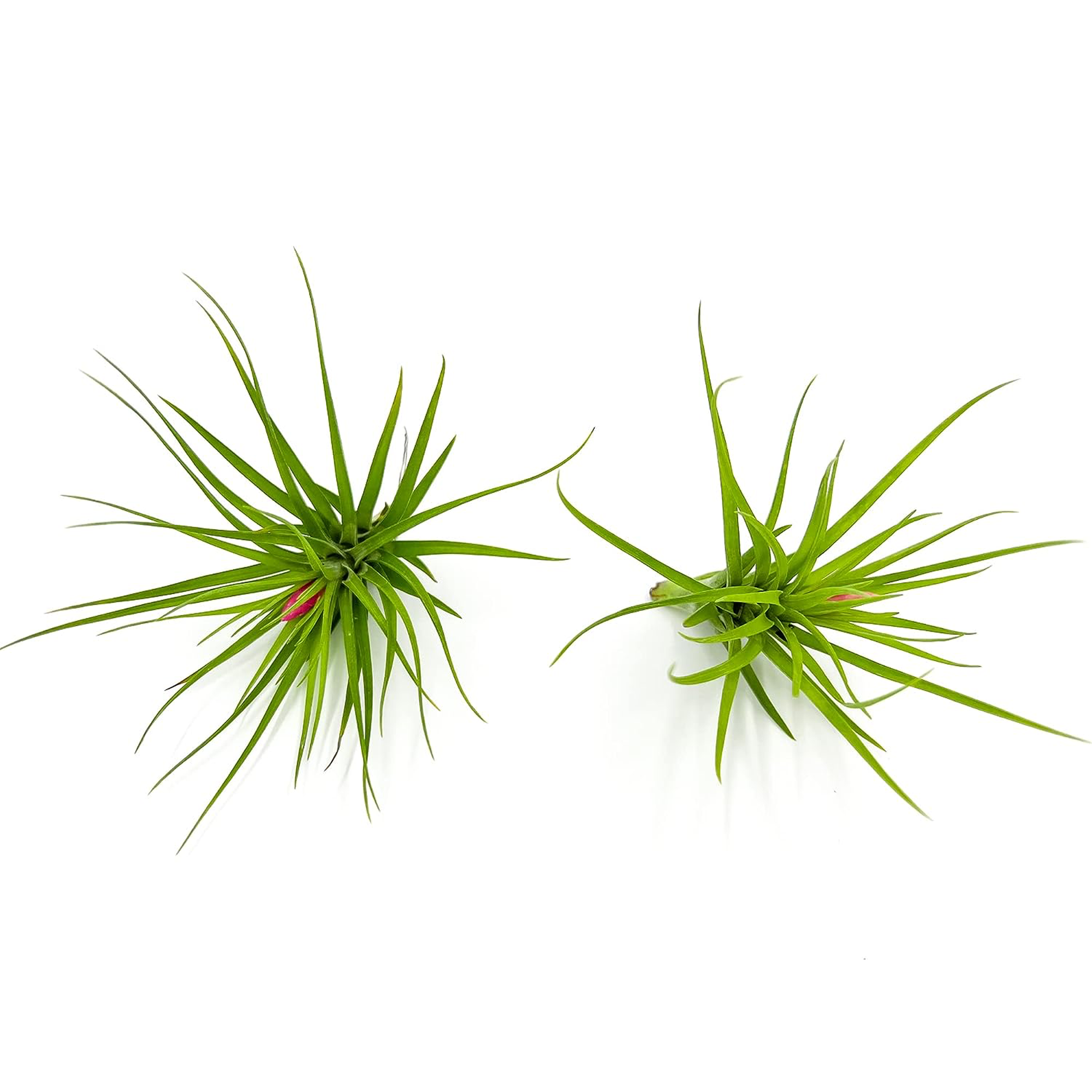 Tillandsia Tenuifolia Green