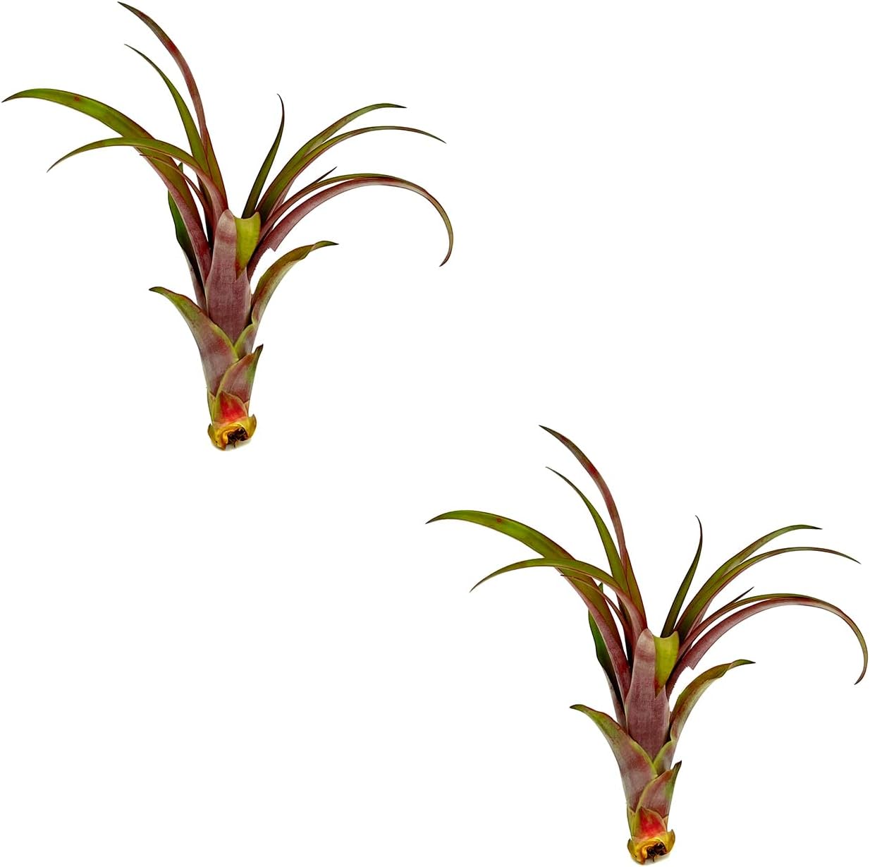 Tillandsia Red Capitata