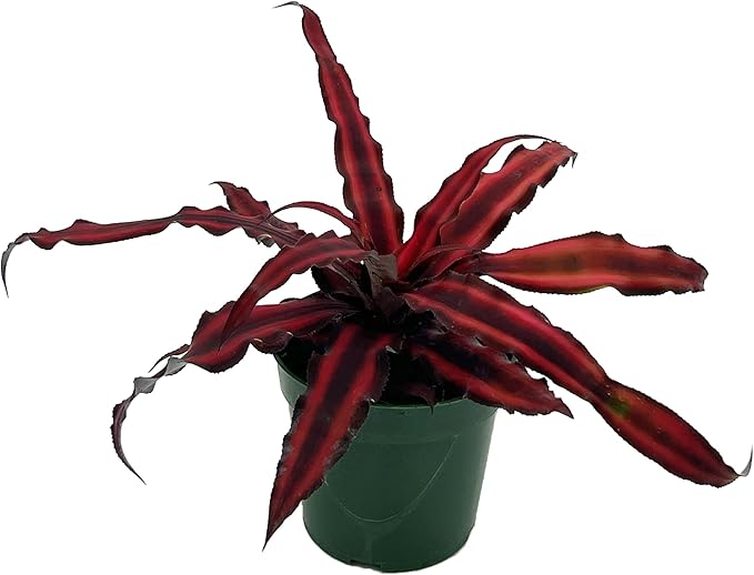 Cryptanthus Red Star