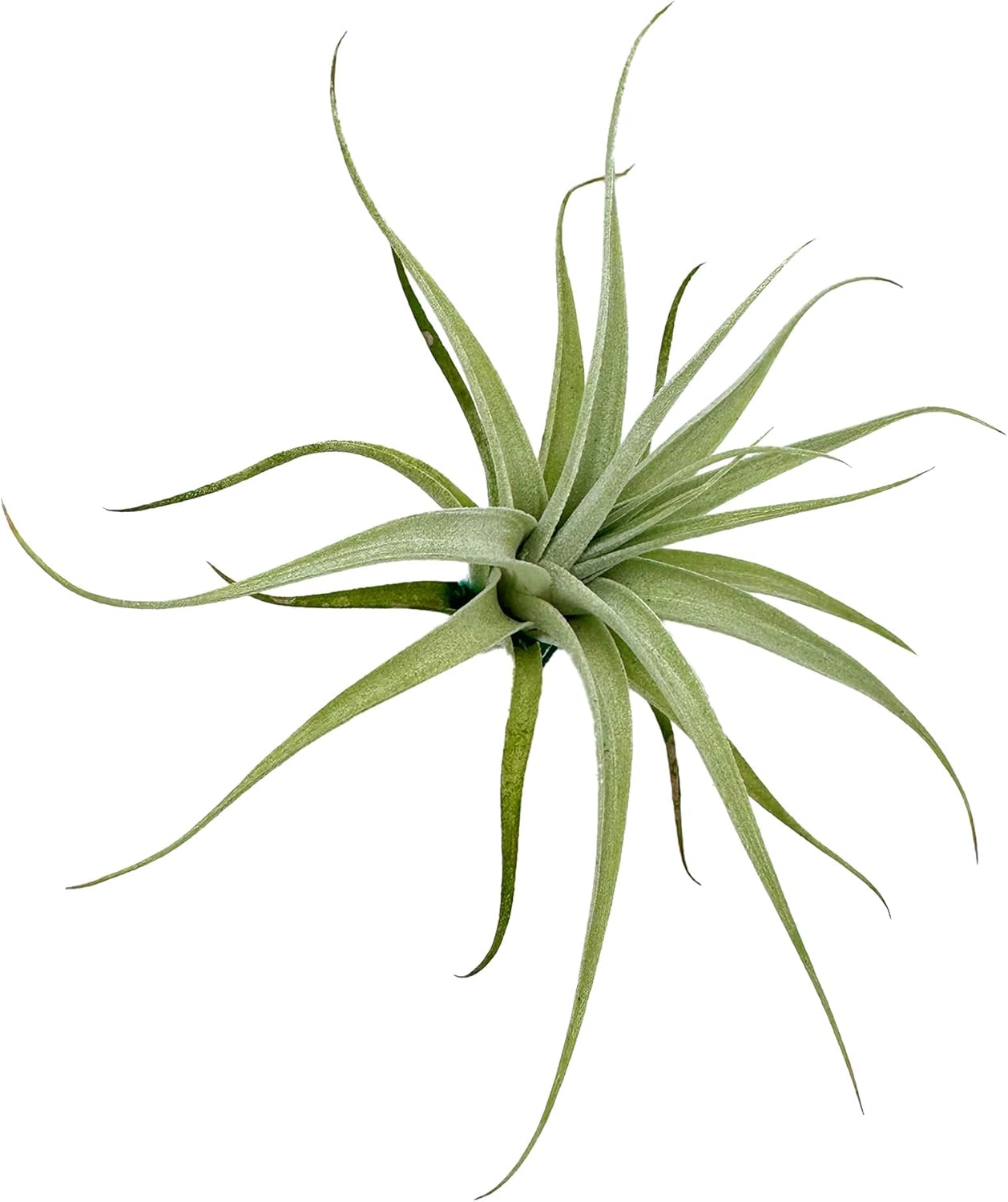 Tillandsia Albida