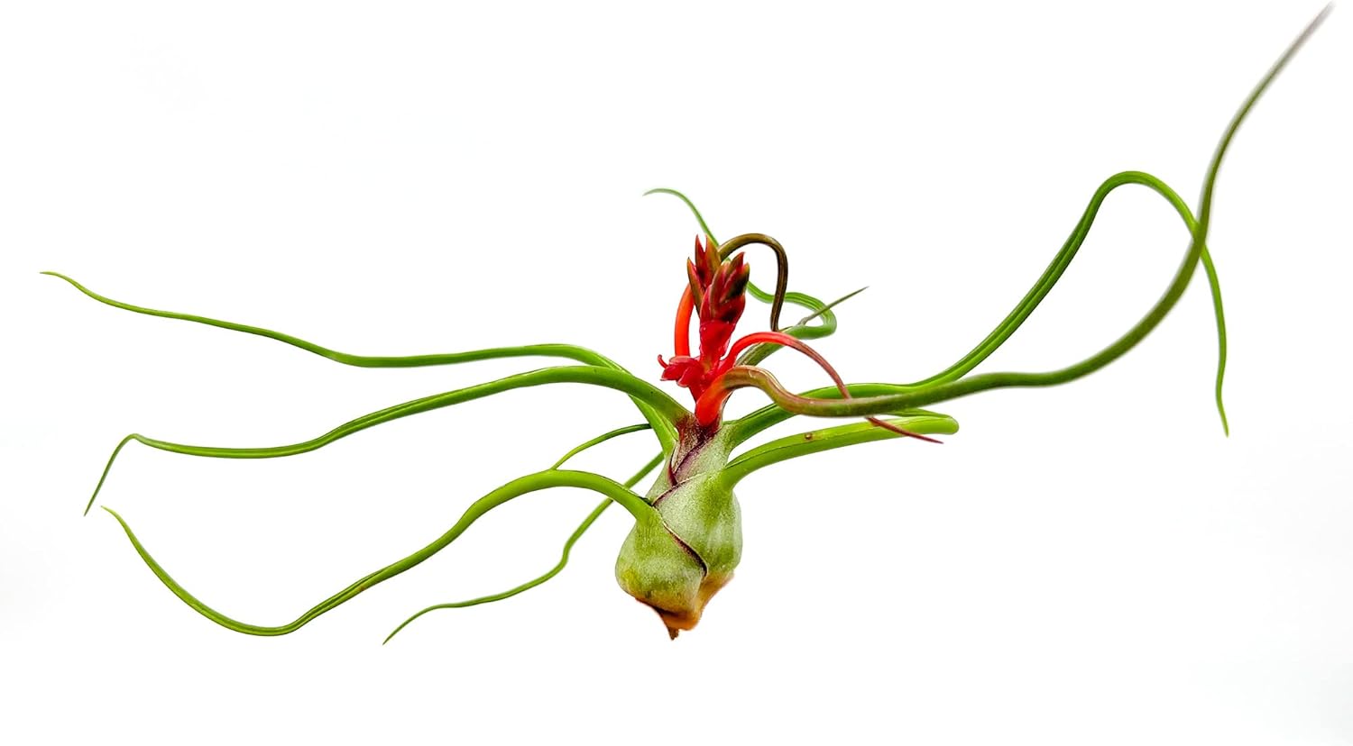 Tillandsia Bulbosa Belize