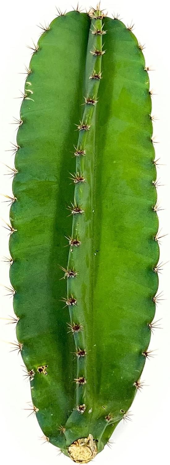 Apple Cactus Plant