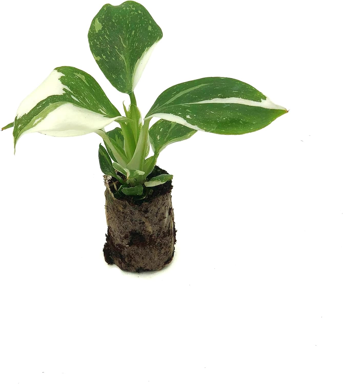 Philodendron White Wizard