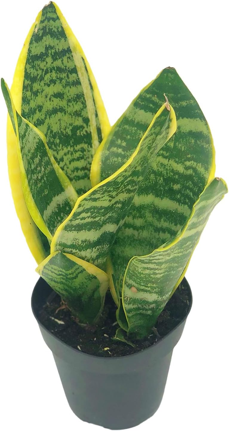 Sansevieria Superba Trifasciata