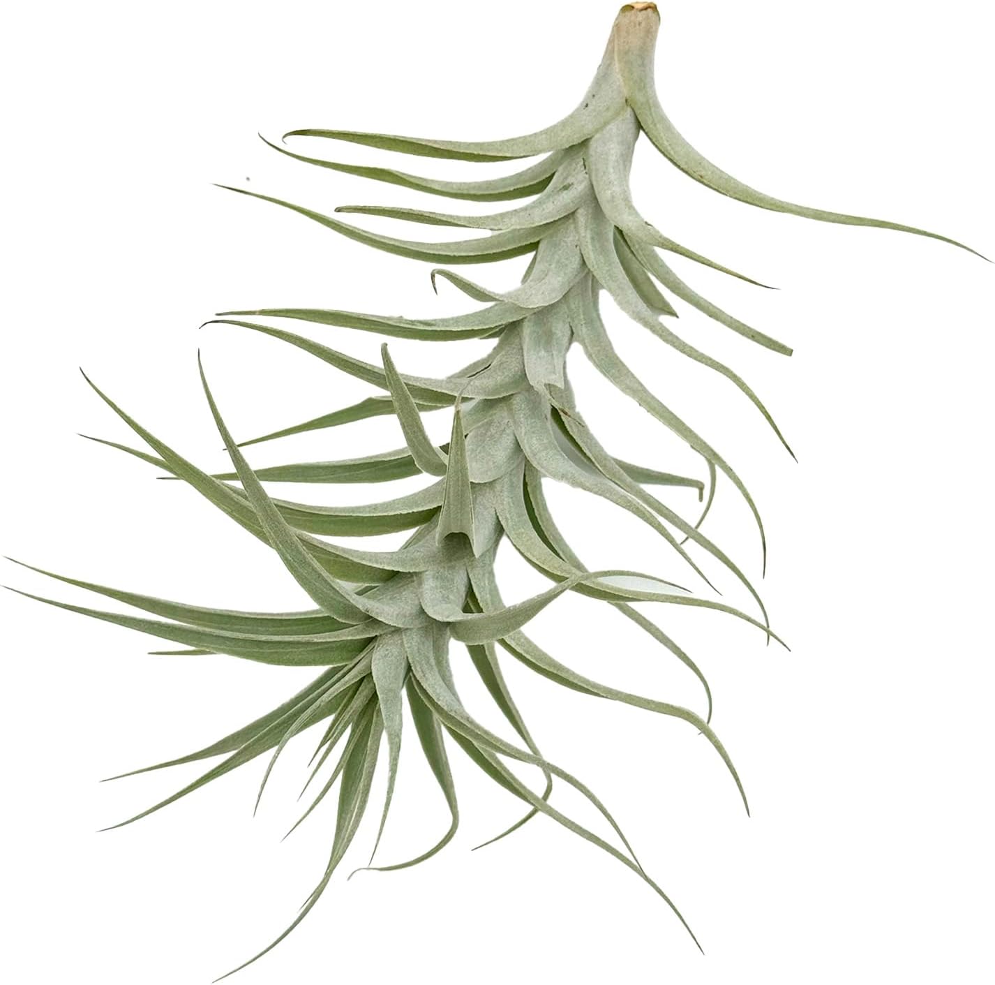 Tillandsia Albida