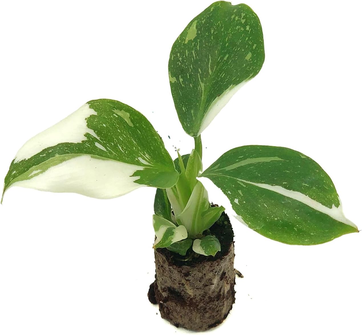 Philodendron White Wizard