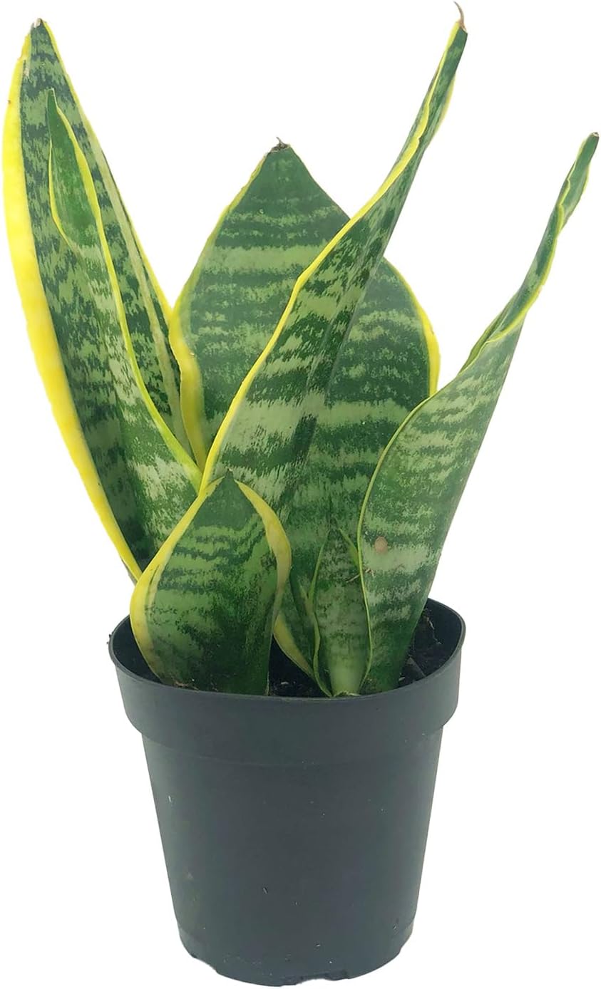 Sansevieria Superba Trifasciata