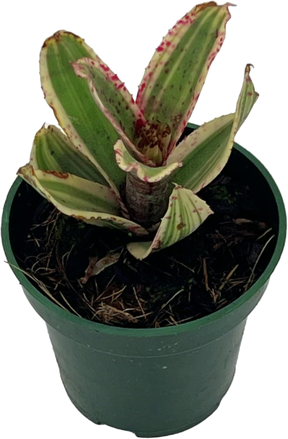 Bromeliad Neoregelia Gizmo