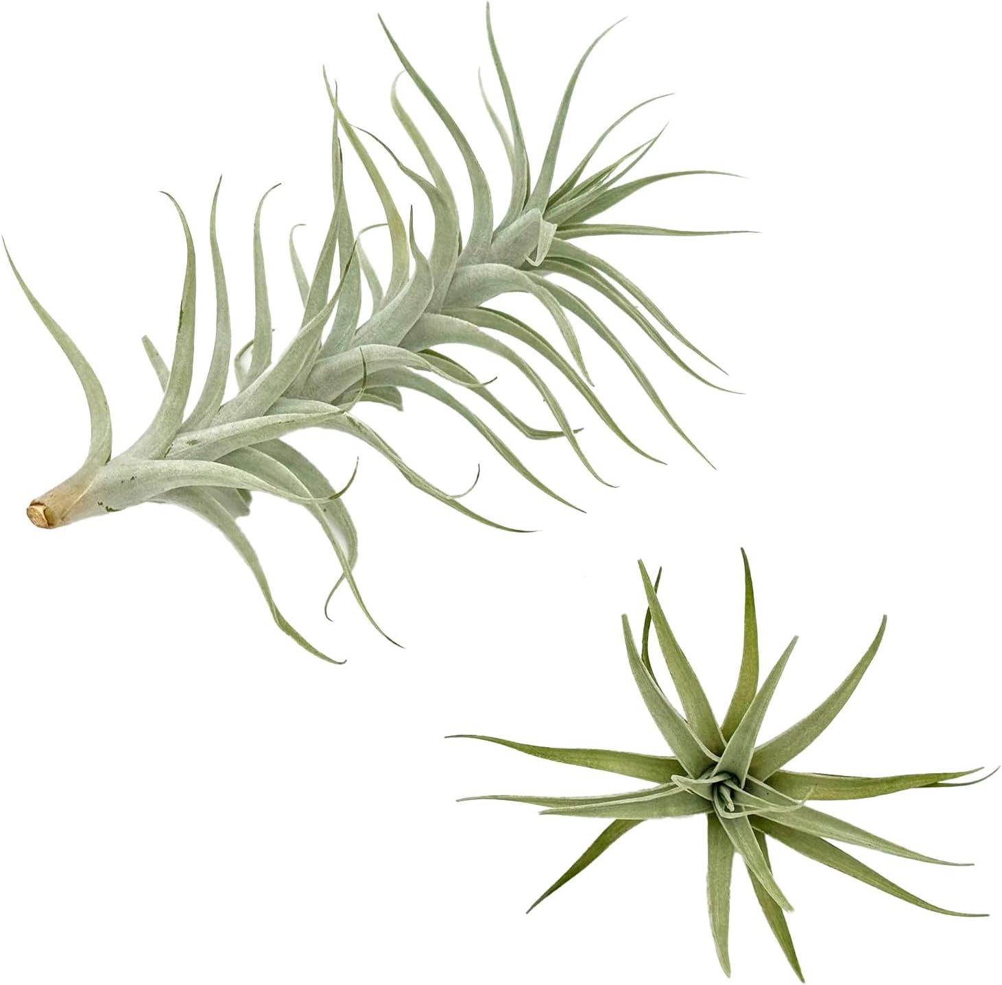 Tillandsia Albida