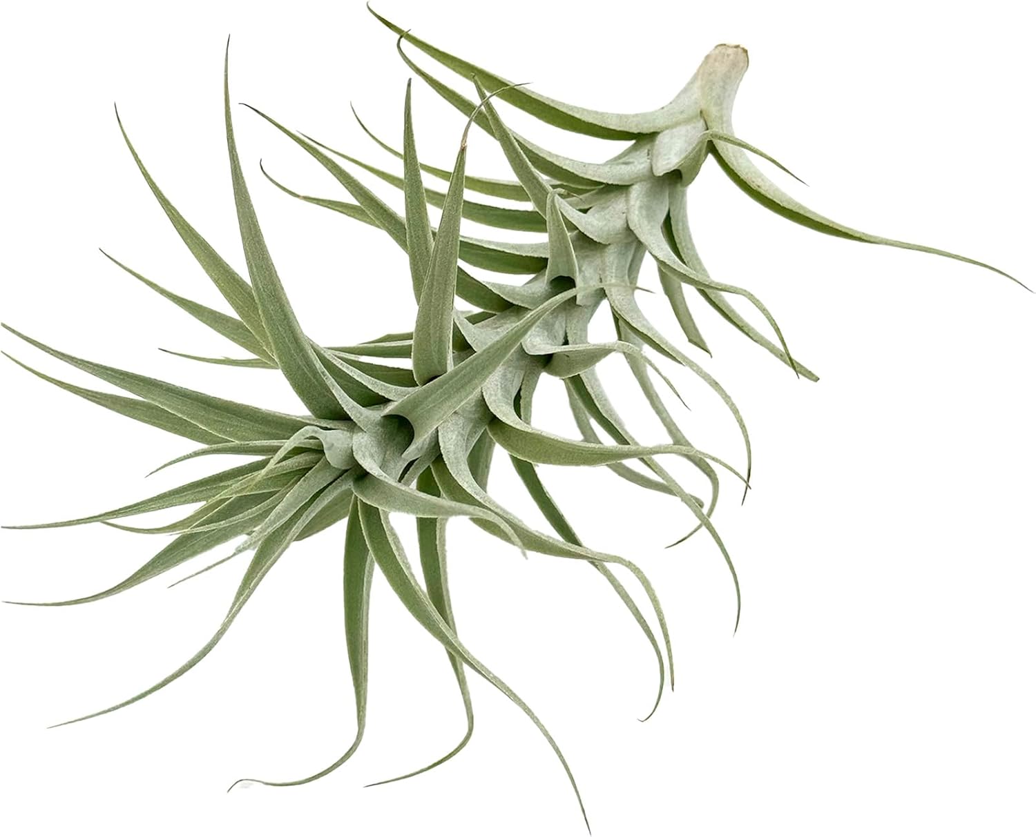 Tillandsia Albida