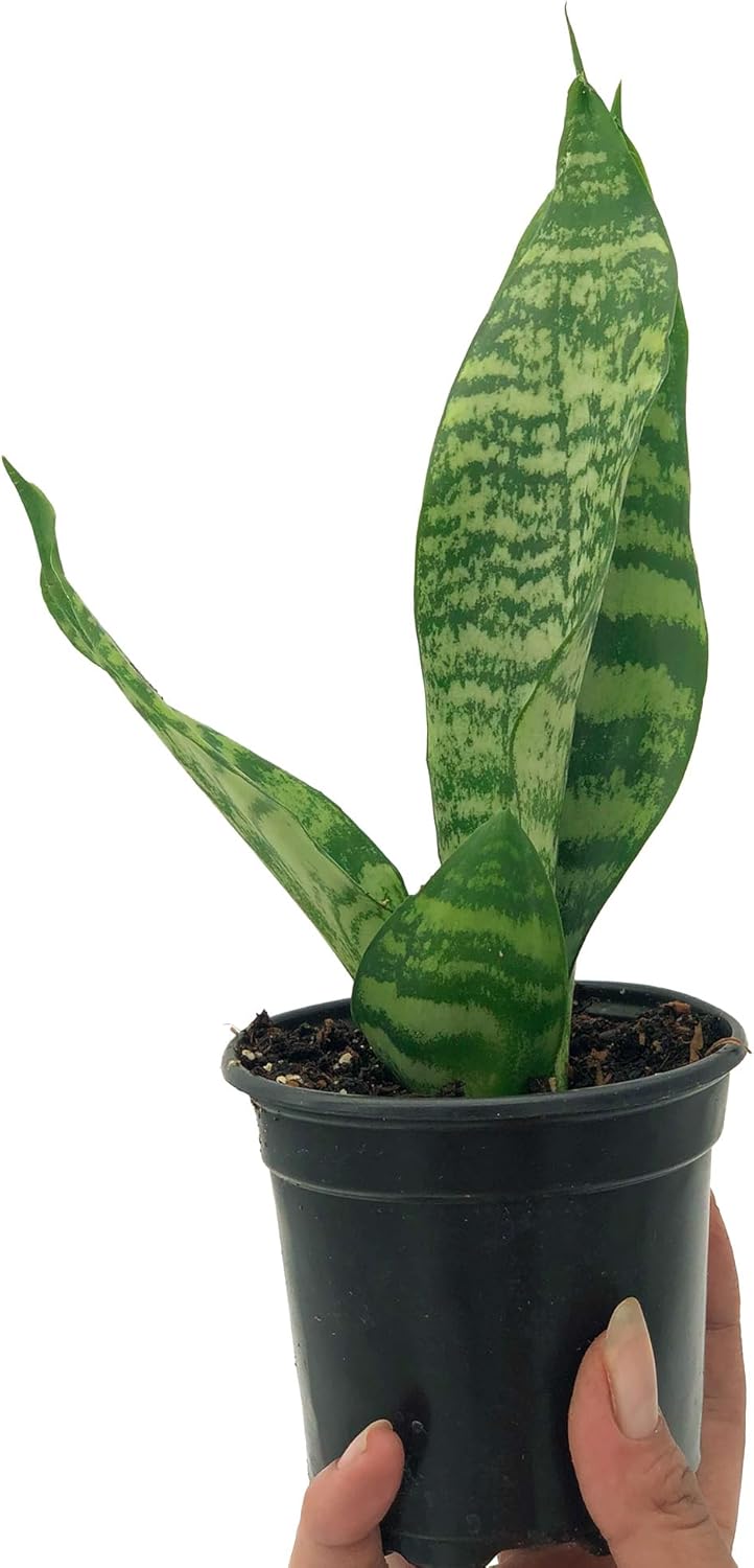 Black Coral Sansevieria