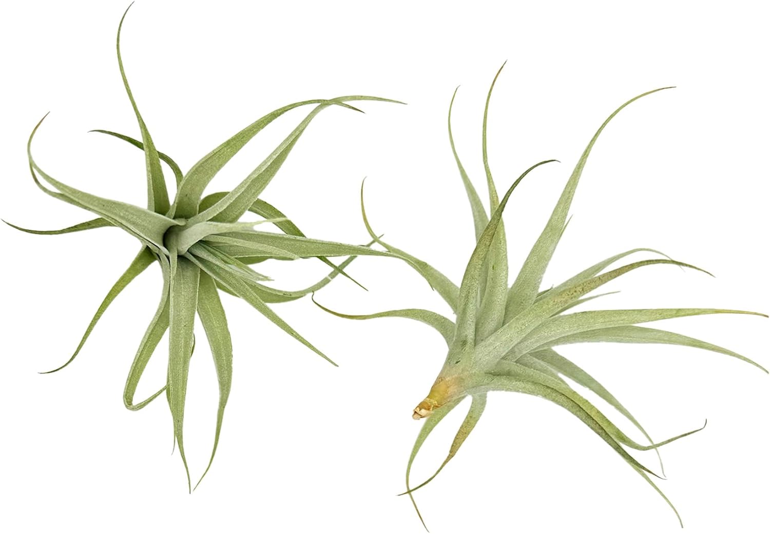 Tillandsia Albida