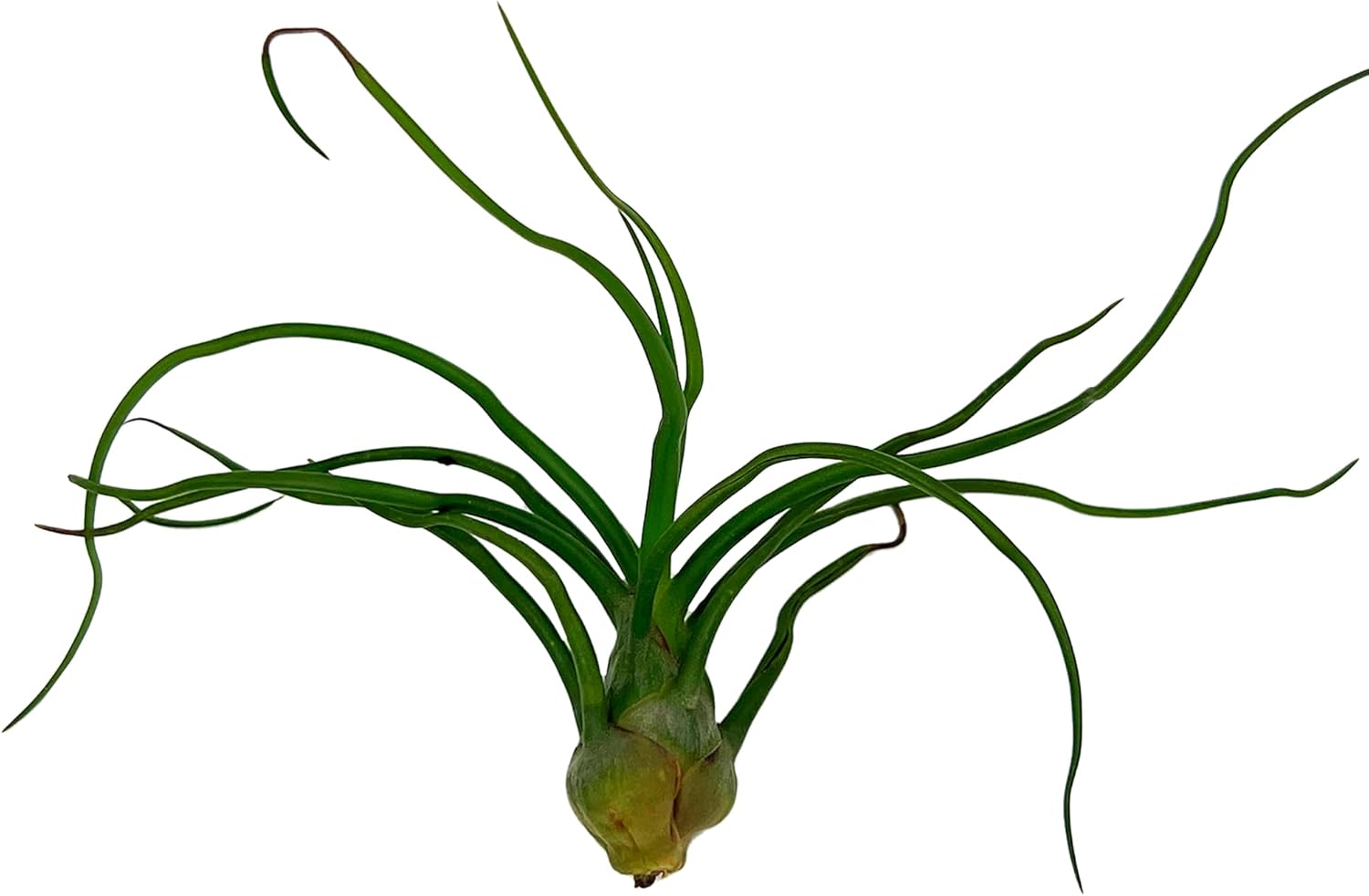 Tillandsia Bulbosa Guatemala