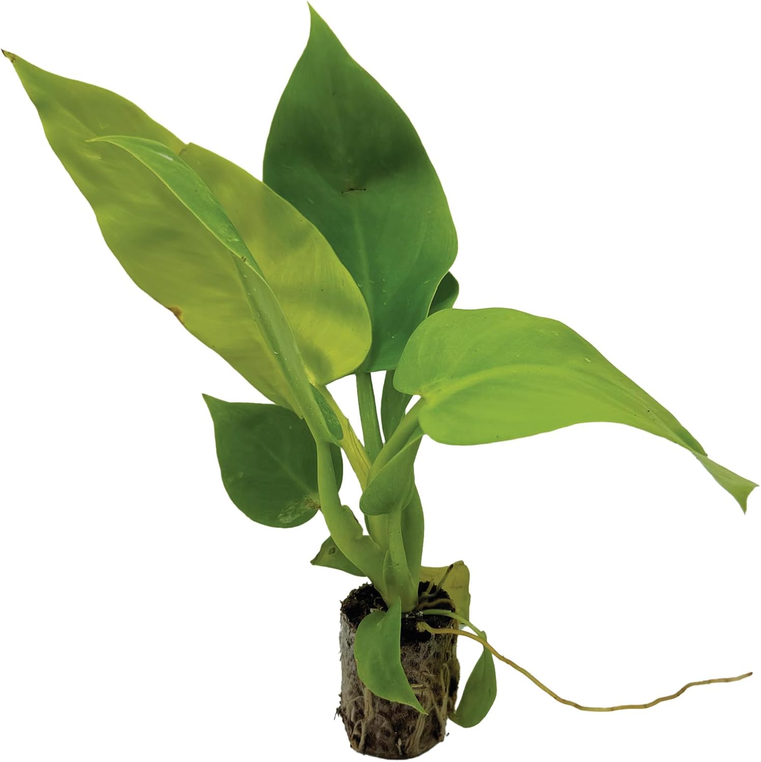 Philodendron Melinonii Ghost