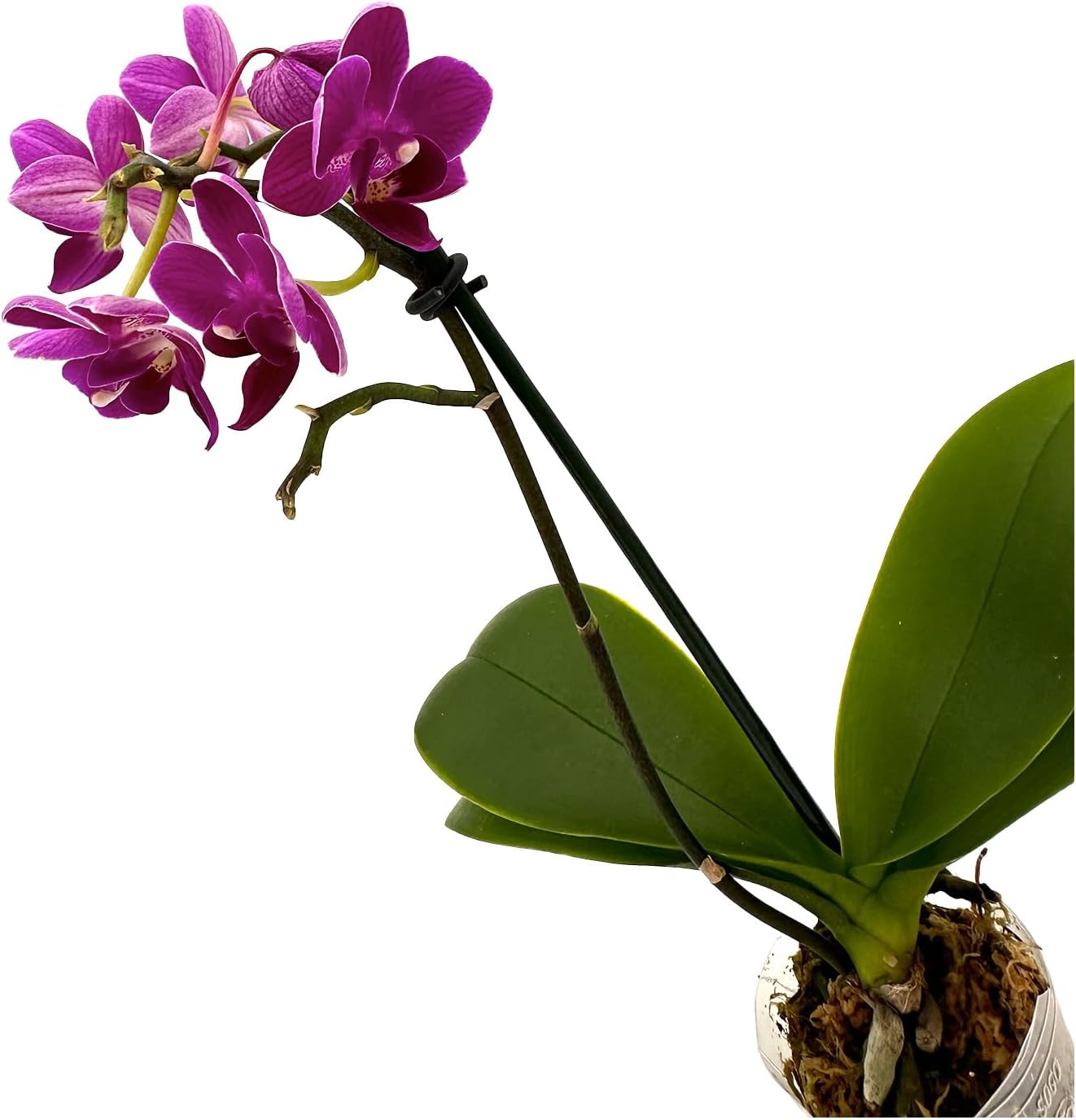 Phalaenopsis Orchid Purple