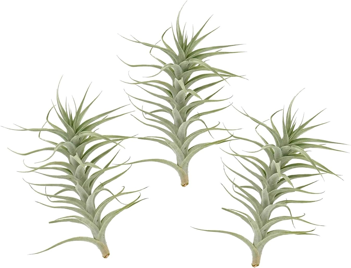 Tillandsia Albida