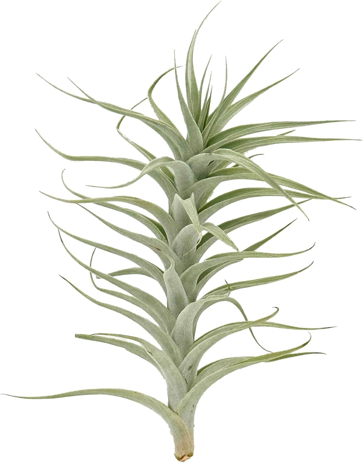 Tillandsia Albida