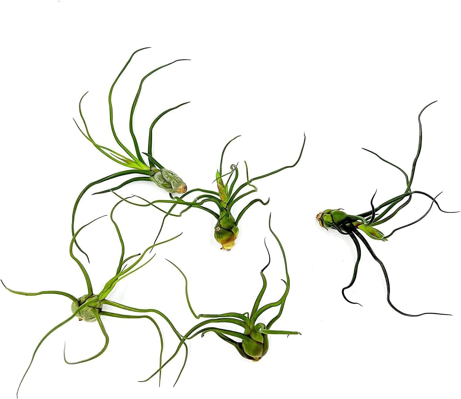 Tillandsia Bulbosa Guatemala