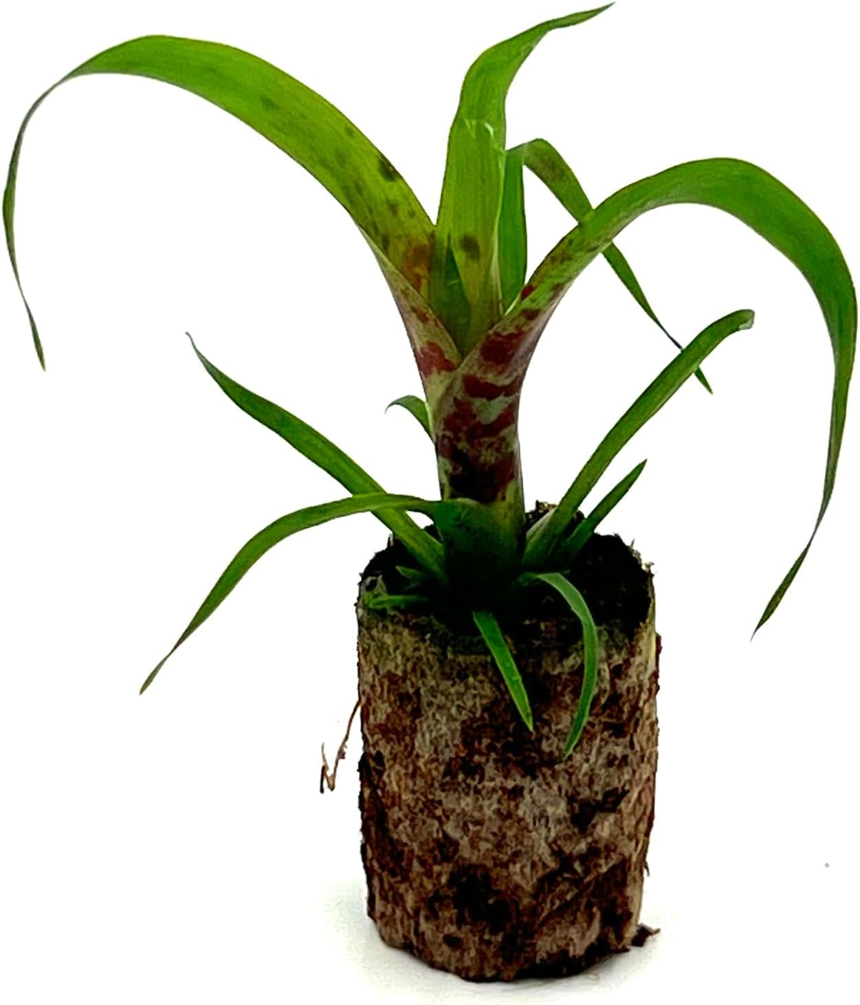 Bromeliad Vrisea Splenriet