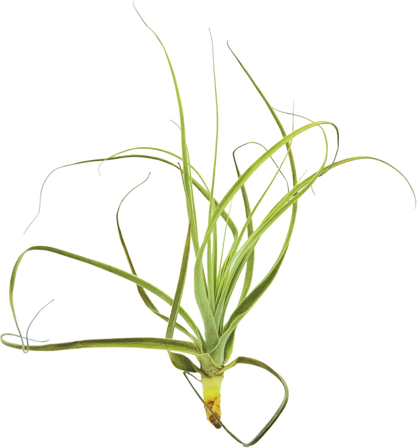 Tillandsia Straminea