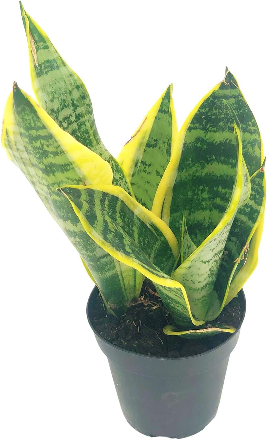 Sansevieria Superba Trifasciata