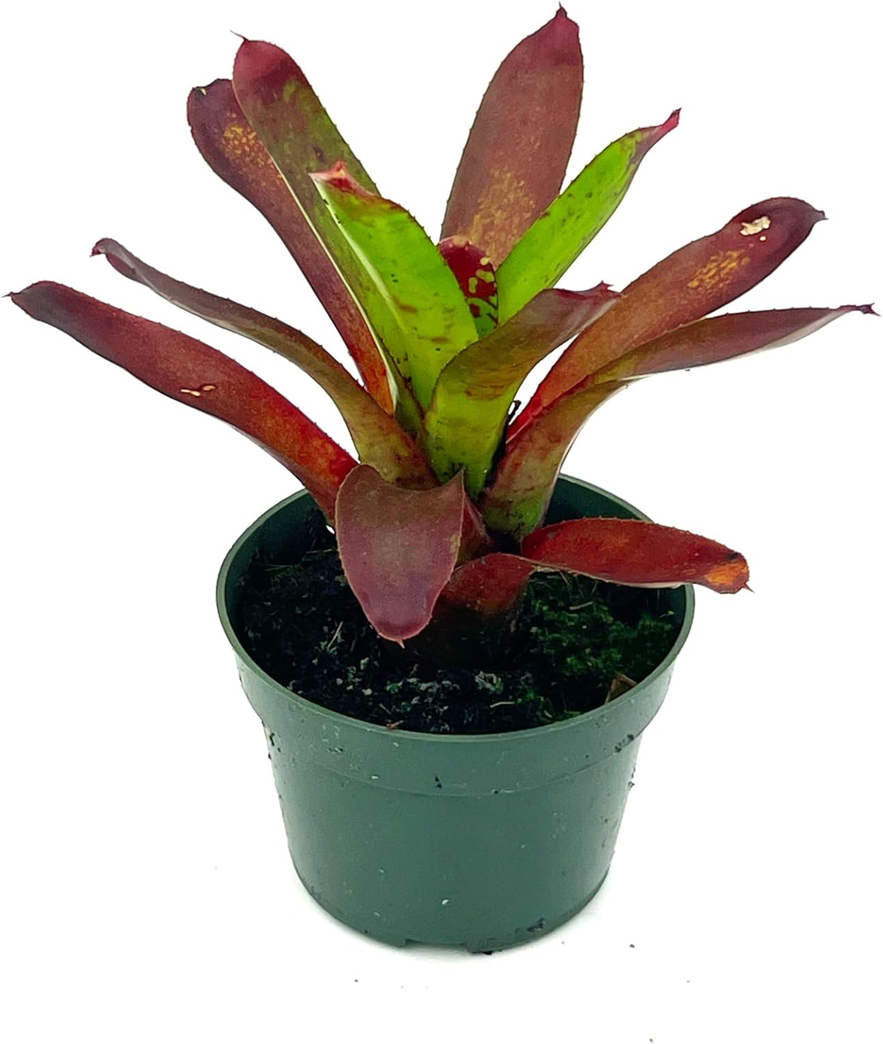 Bromeliad Neoregelia Kryptonite