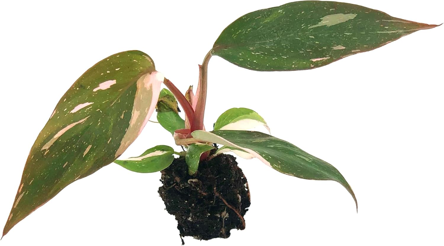 Philodendron Pink Princess