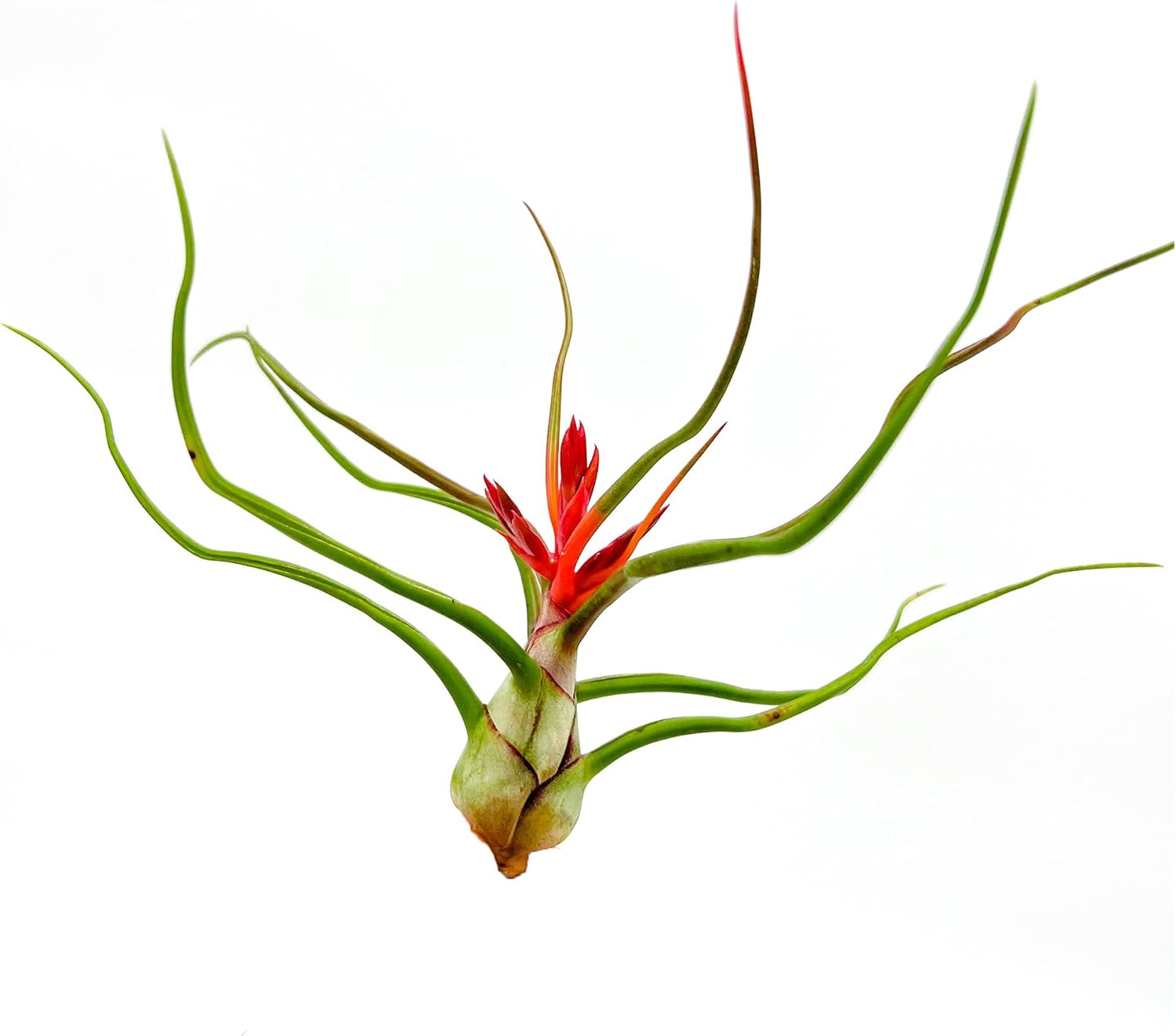 Tillandsia Bulbosa Belize