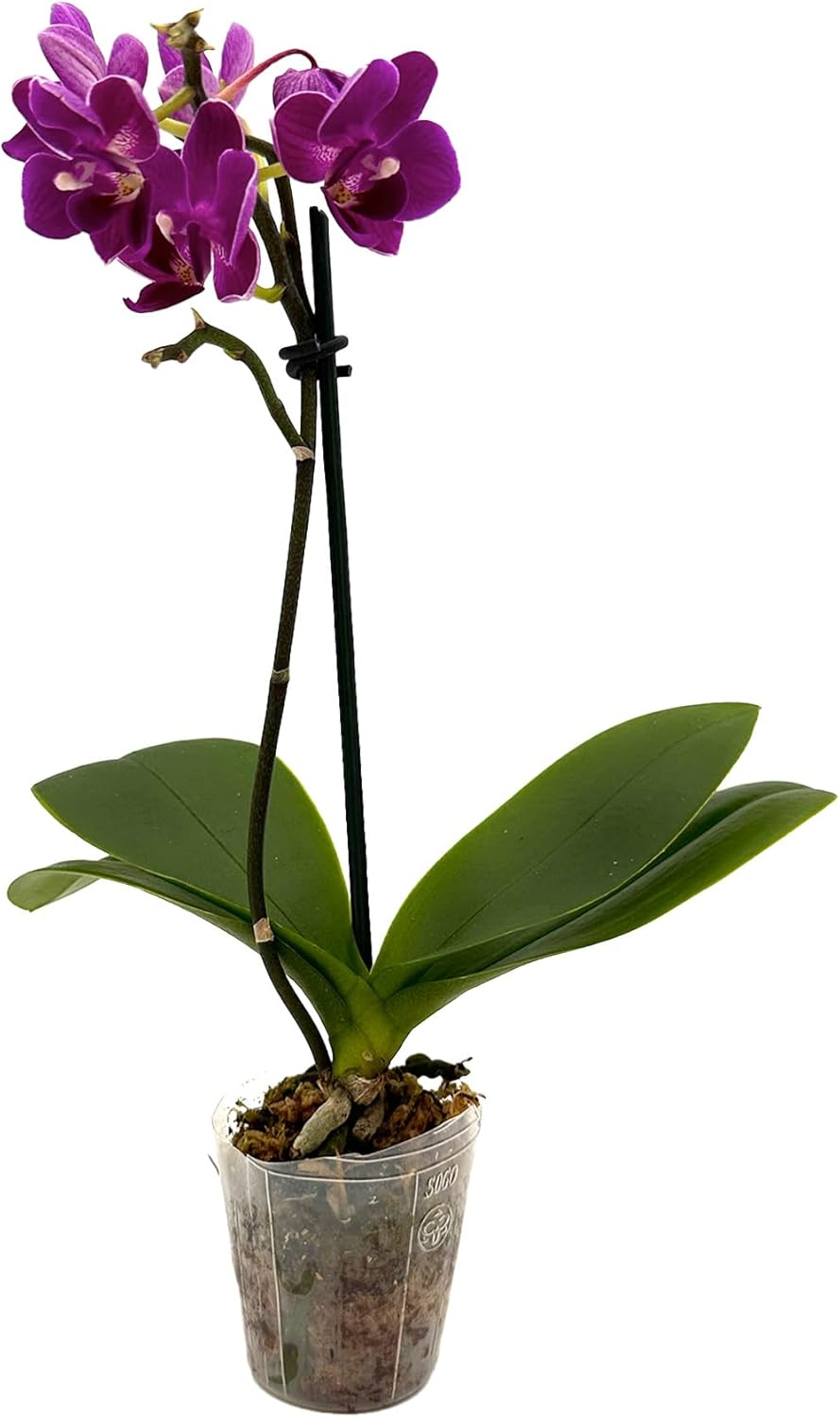 Phalaenopsis Orchid Purple