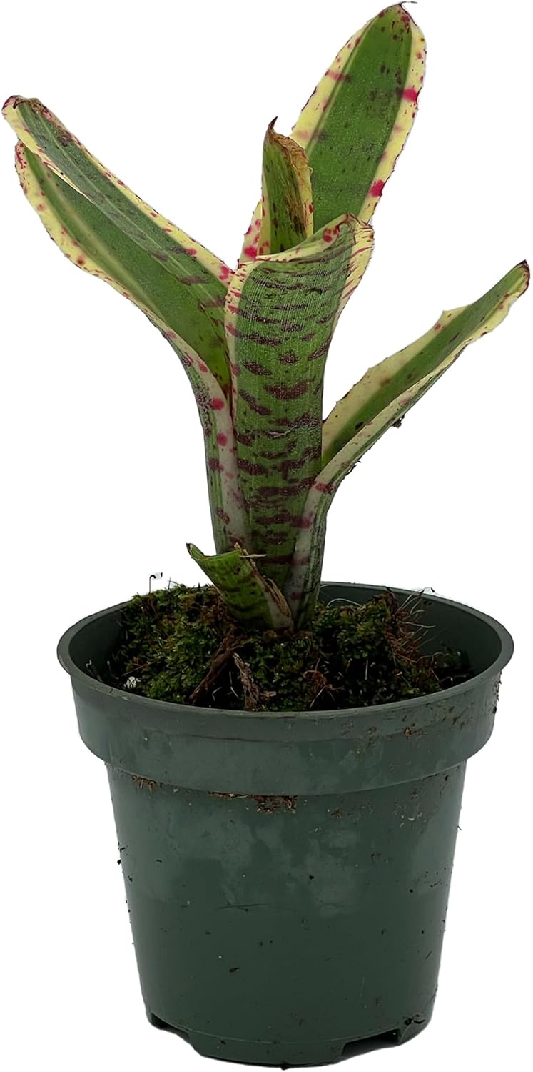 Bromeliad Neoregelia Gizmo