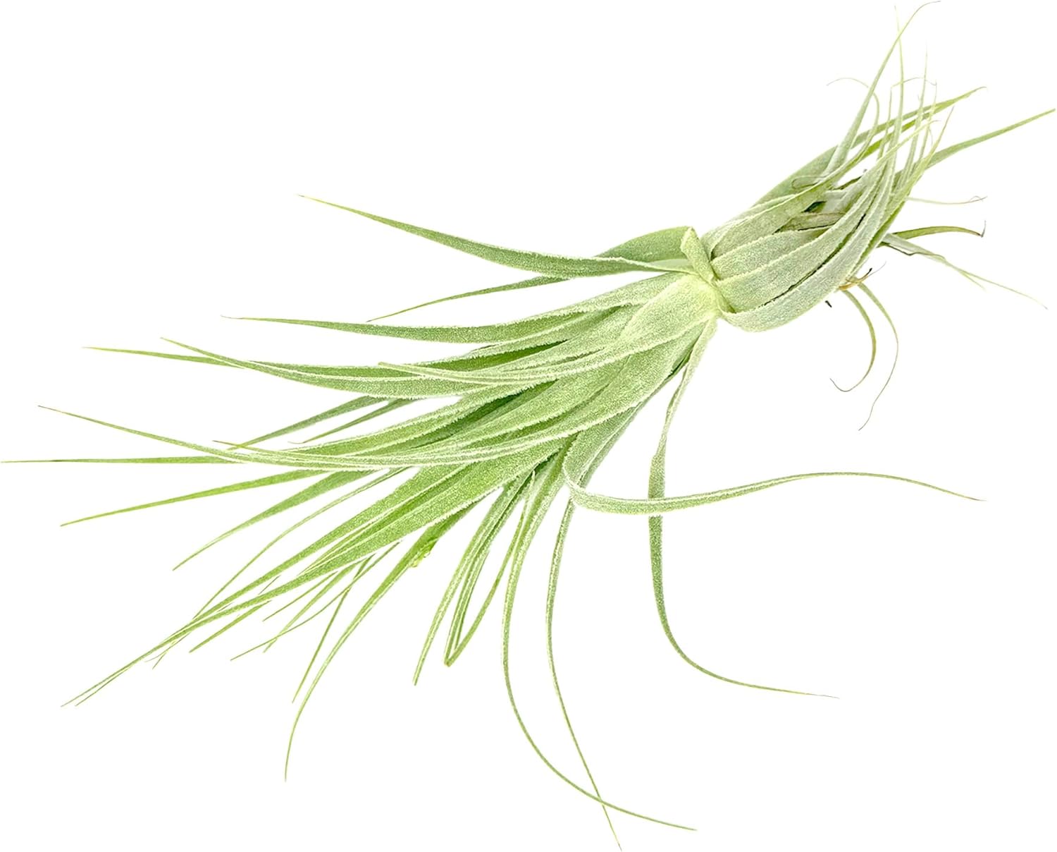 Tillandsia Gardneri