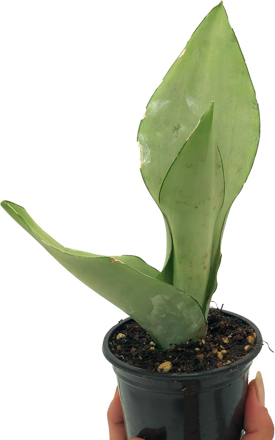 Moonshine Sansevieria Trifasciata