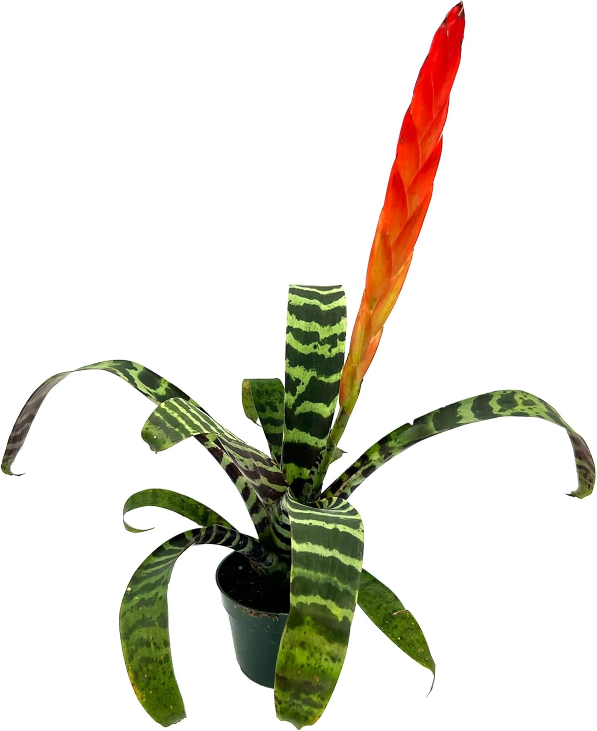 Bromeliad Vrisea Splenriet