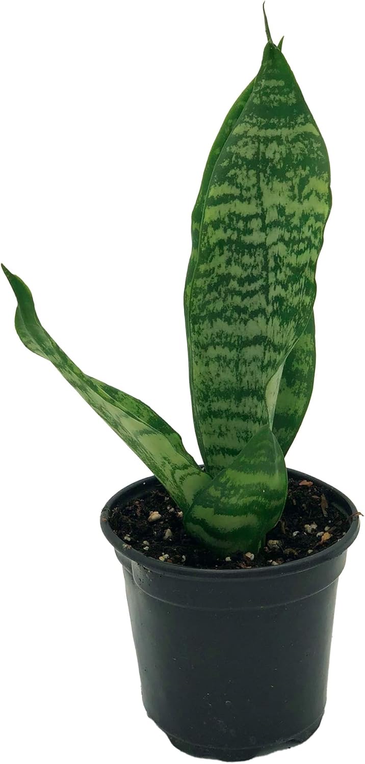 Black Coral Sansevieria