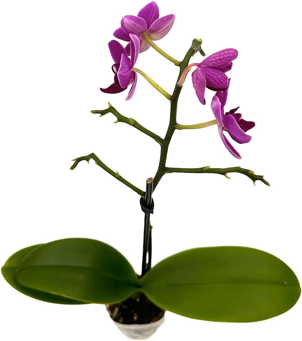 Phalaenopsis Orchid Purple