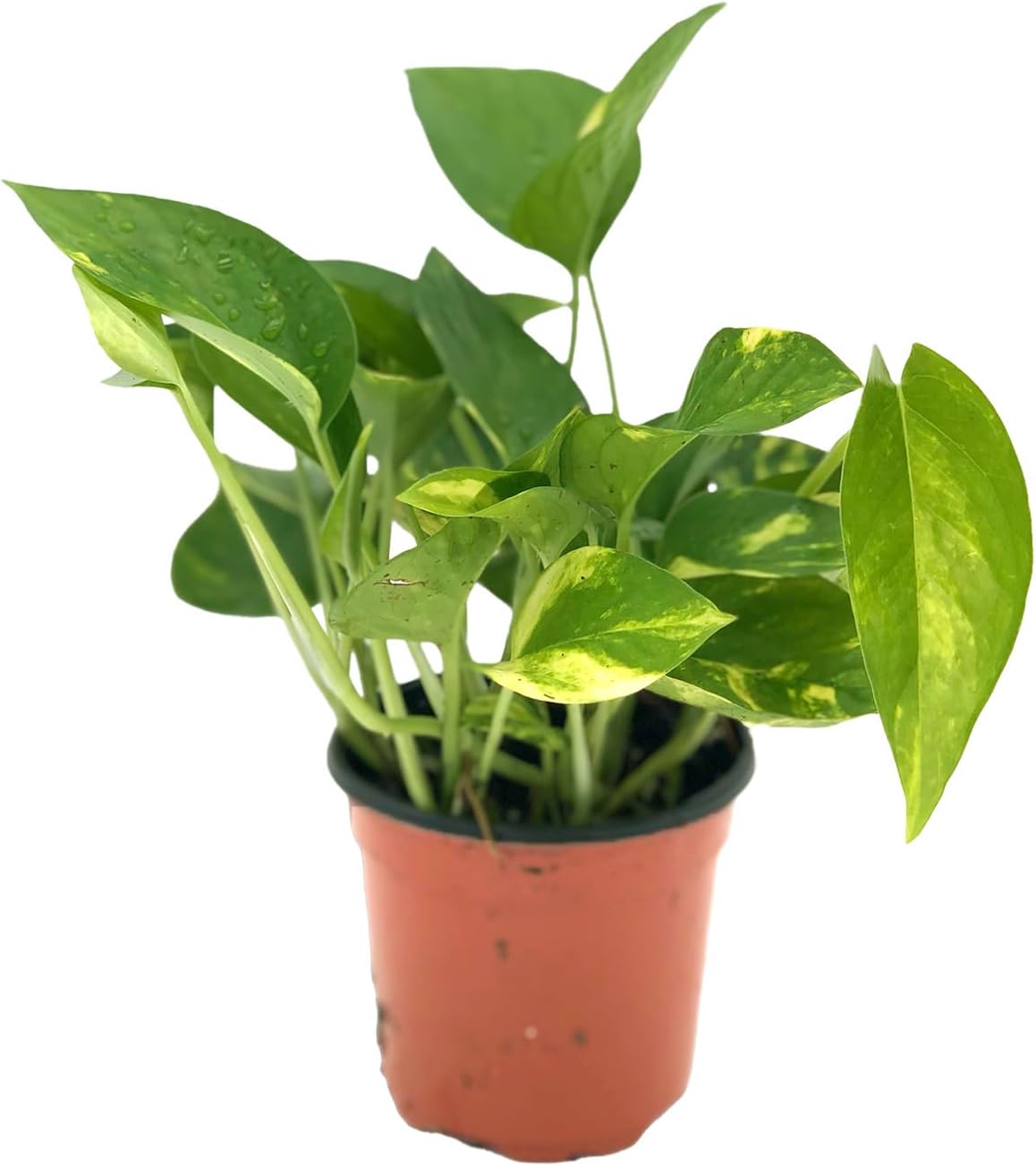 Golden Pothos