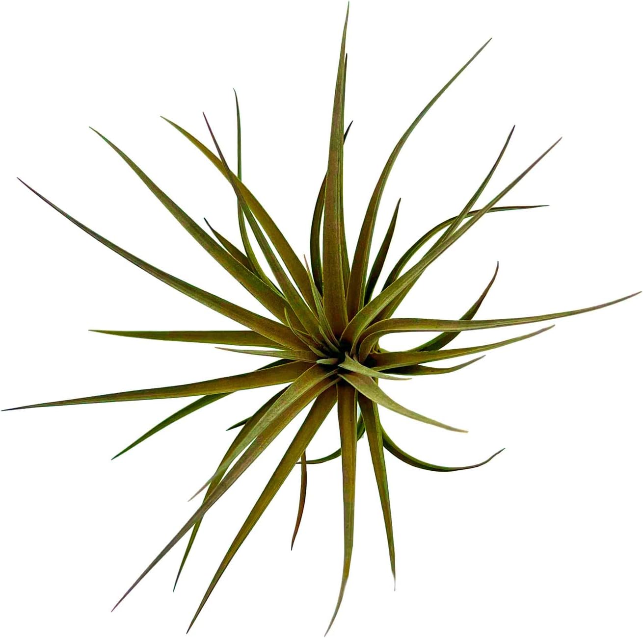 Tillandsia Stricta