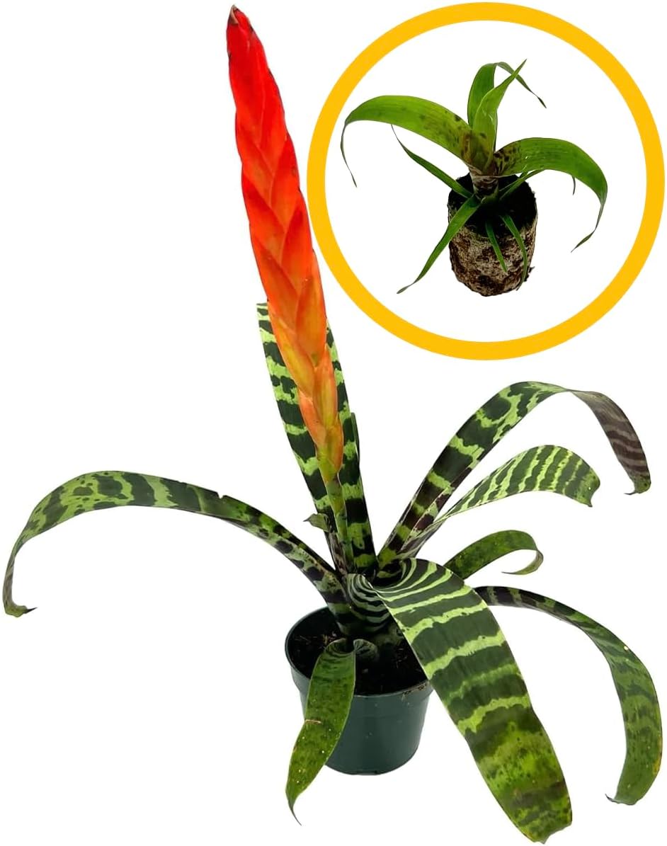 Bromeliad Vrisea Splenriet