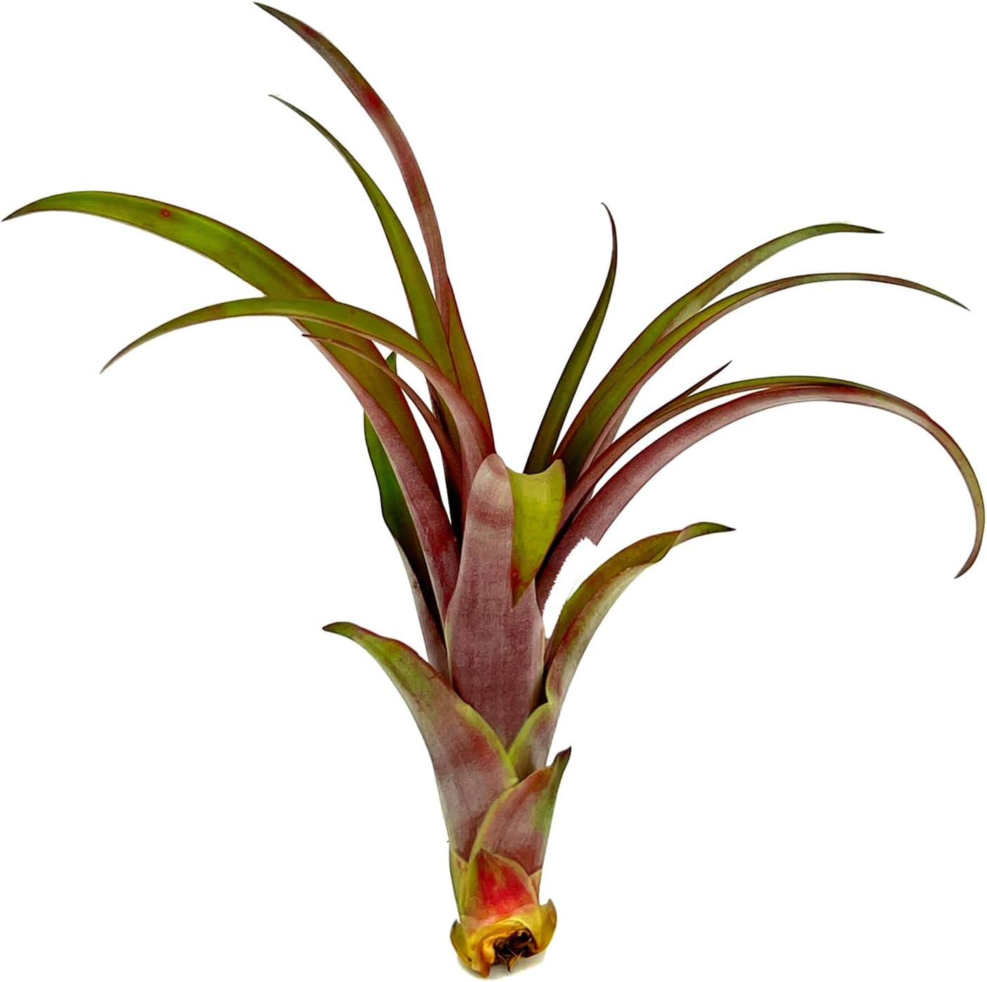 Tillandsia Red Capitata