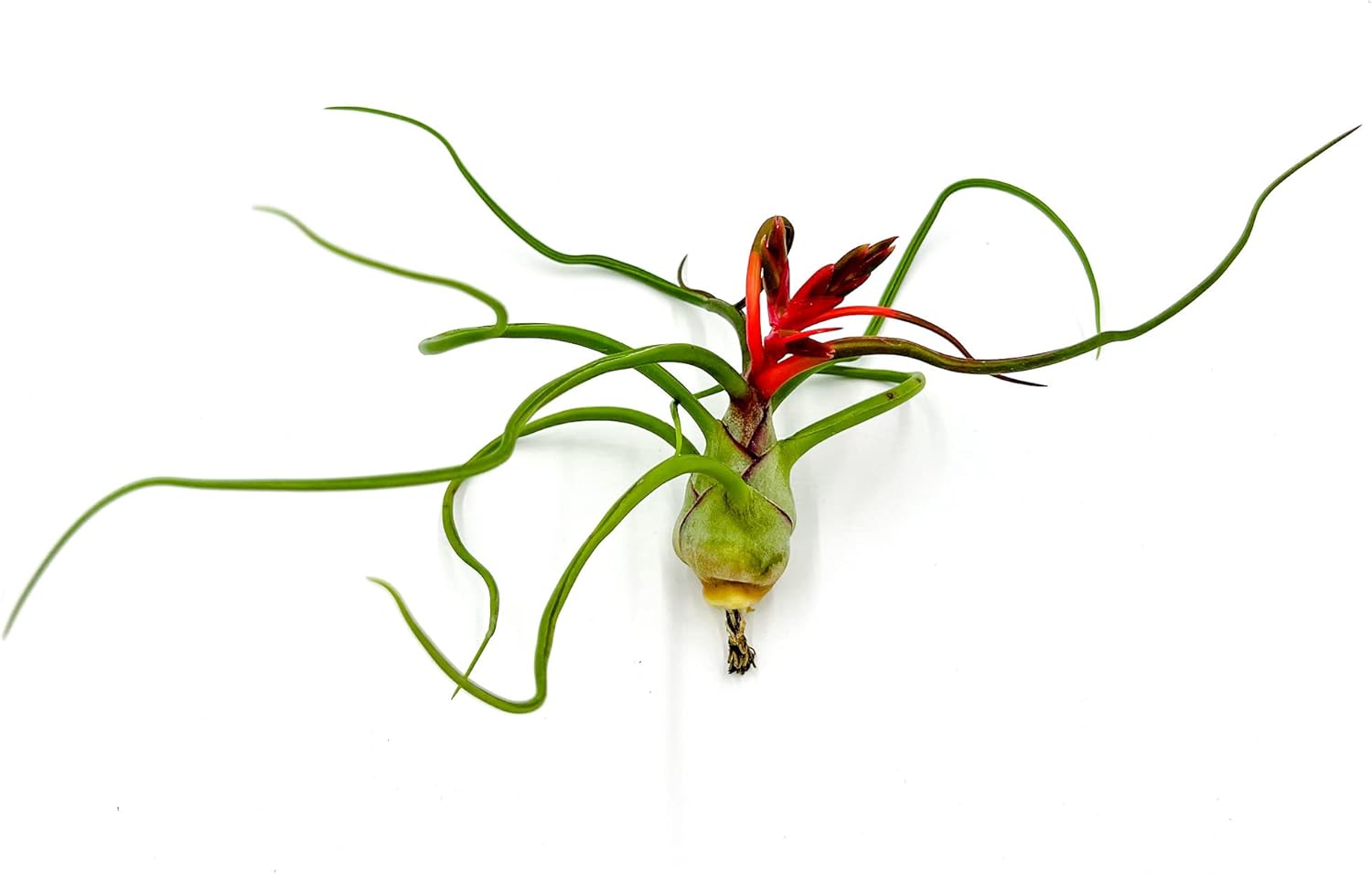 Tillandsia Bulbosa Belize