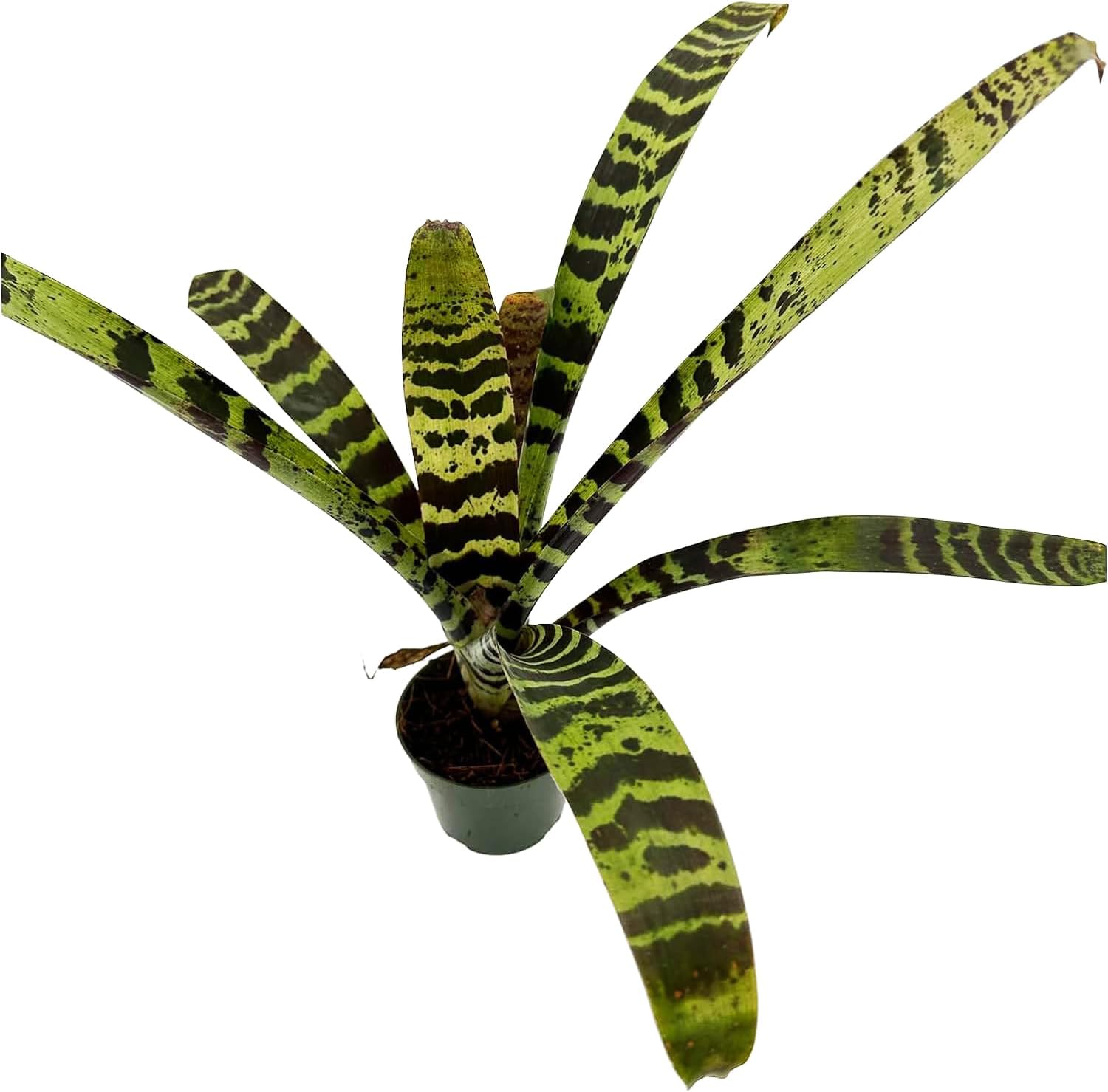 Bromeliad Vrisea Splenriet