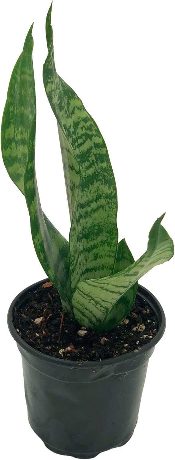 Black Coral Sansevieria