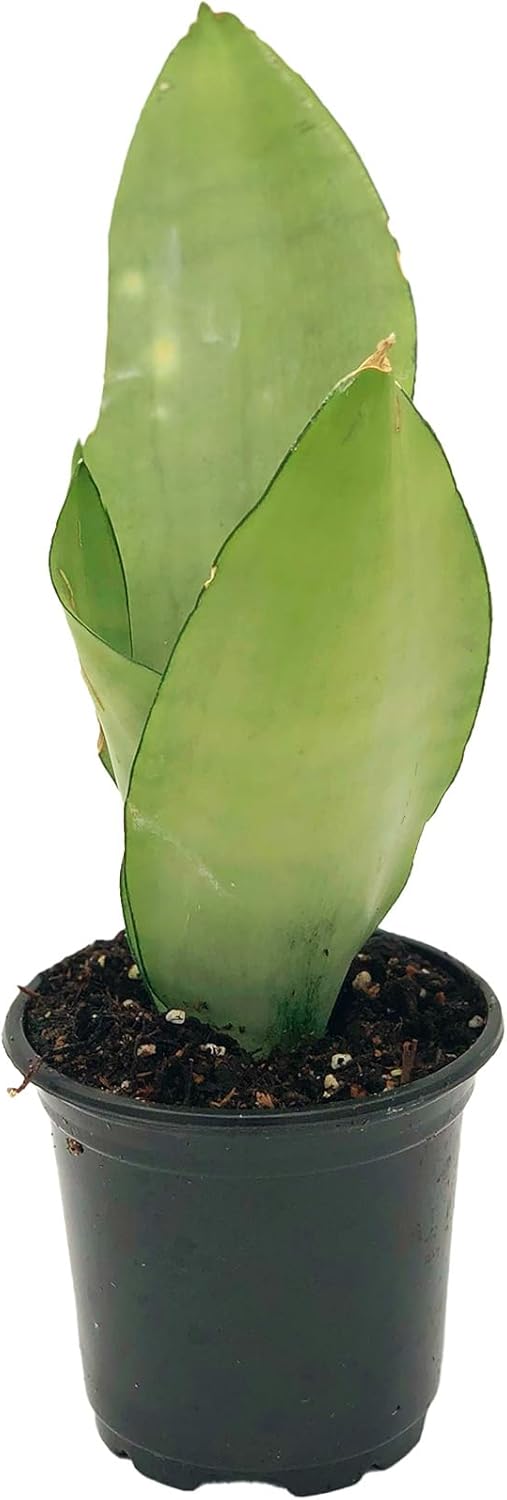 Moonshine Sansevieria Trifasciata