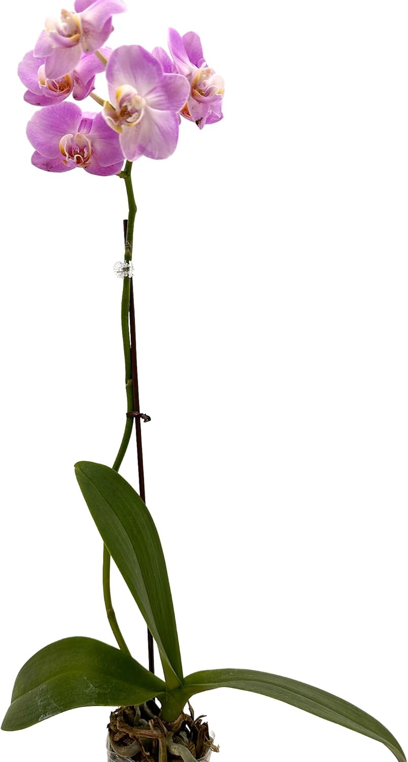 Phalaenopsis Orchid Pink
