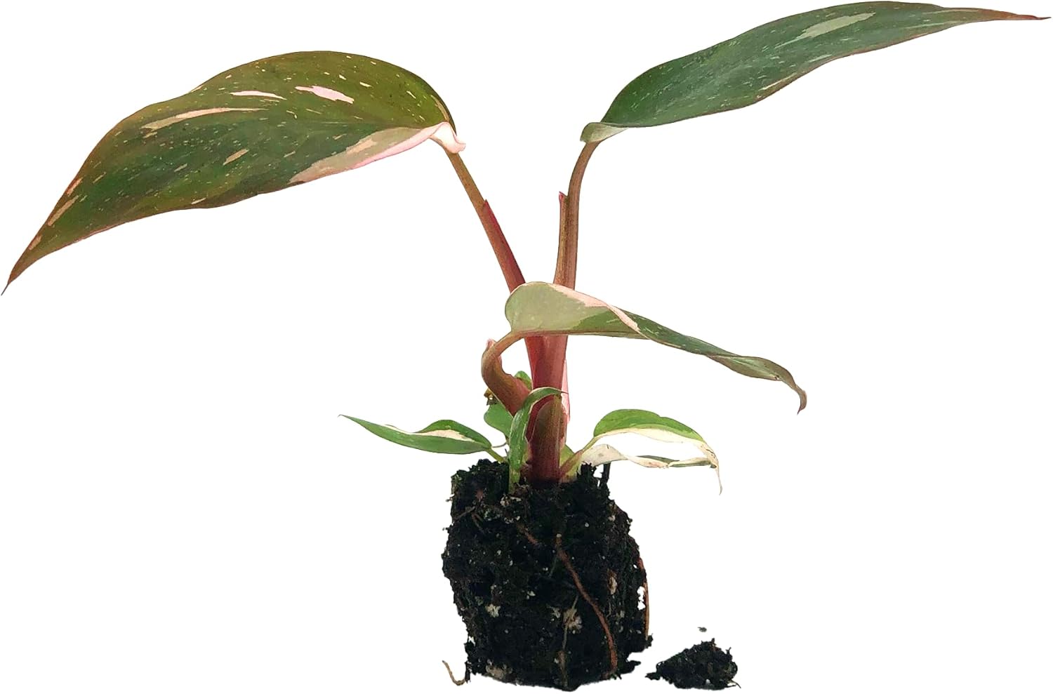 Philodendron Pink Princess