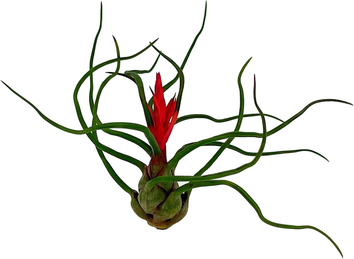 Tillandsia Bulbosa Guatemala