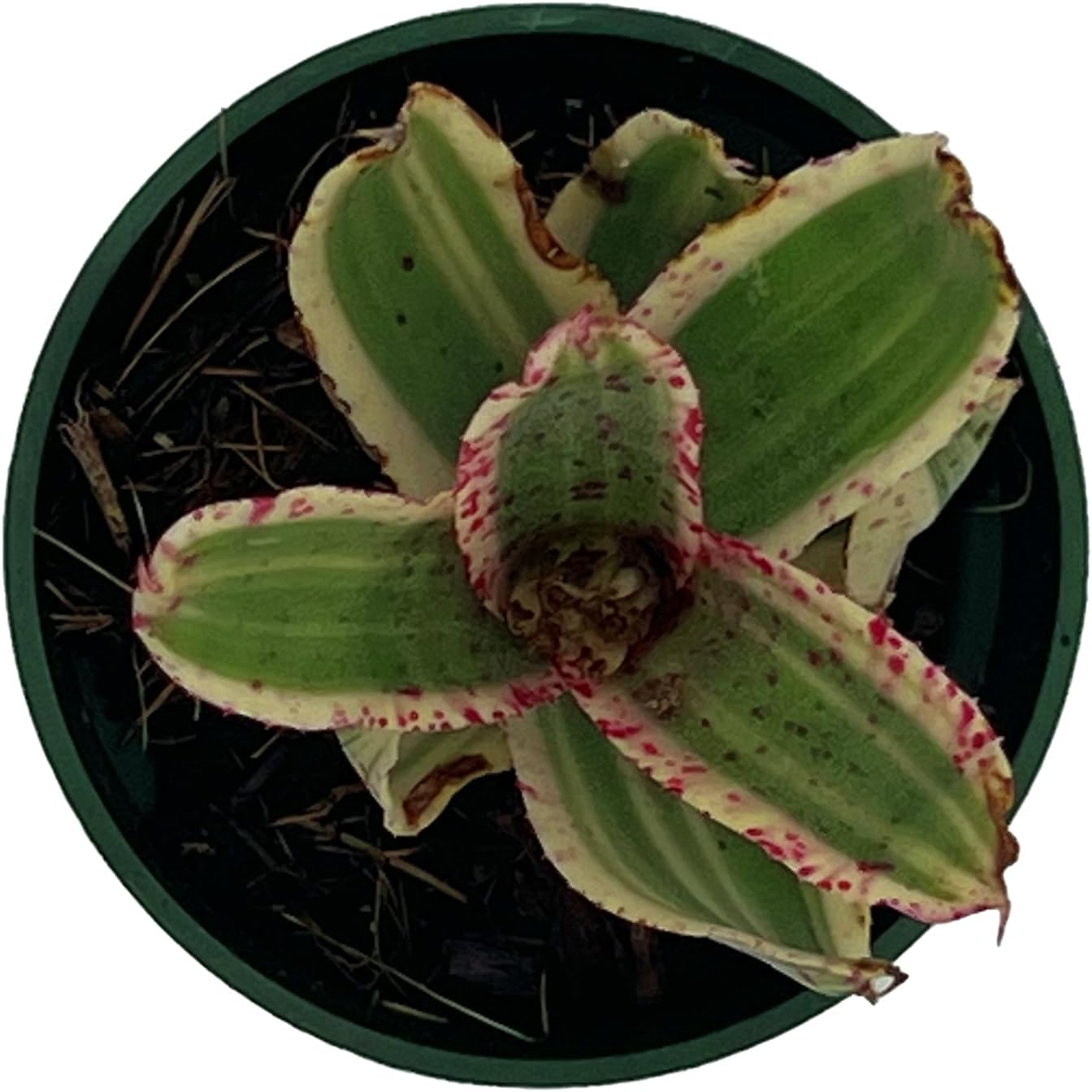 Bromeliad Neoregelia Gizmo