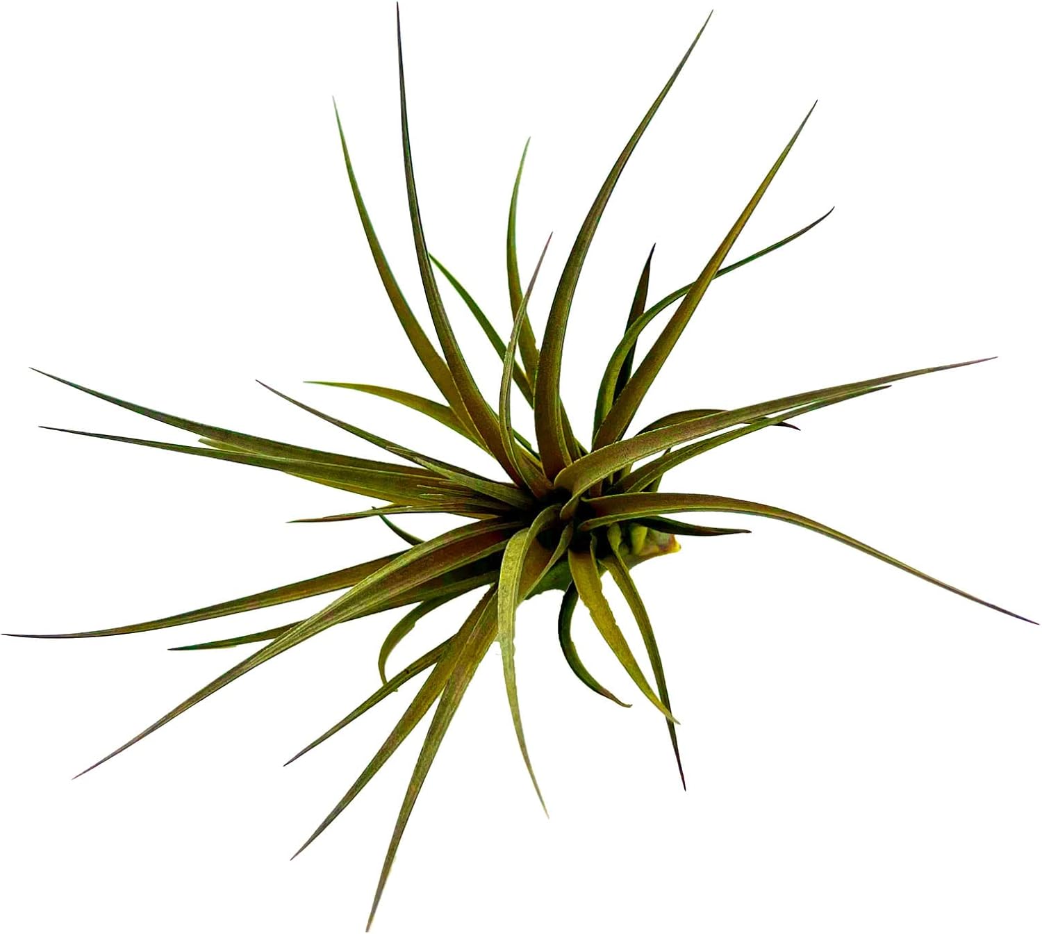 Tillandsia Stricta