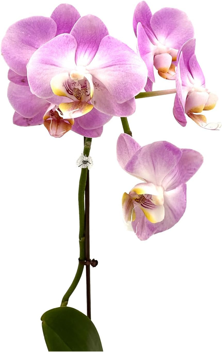 Phalaenopsis Orchid Pink