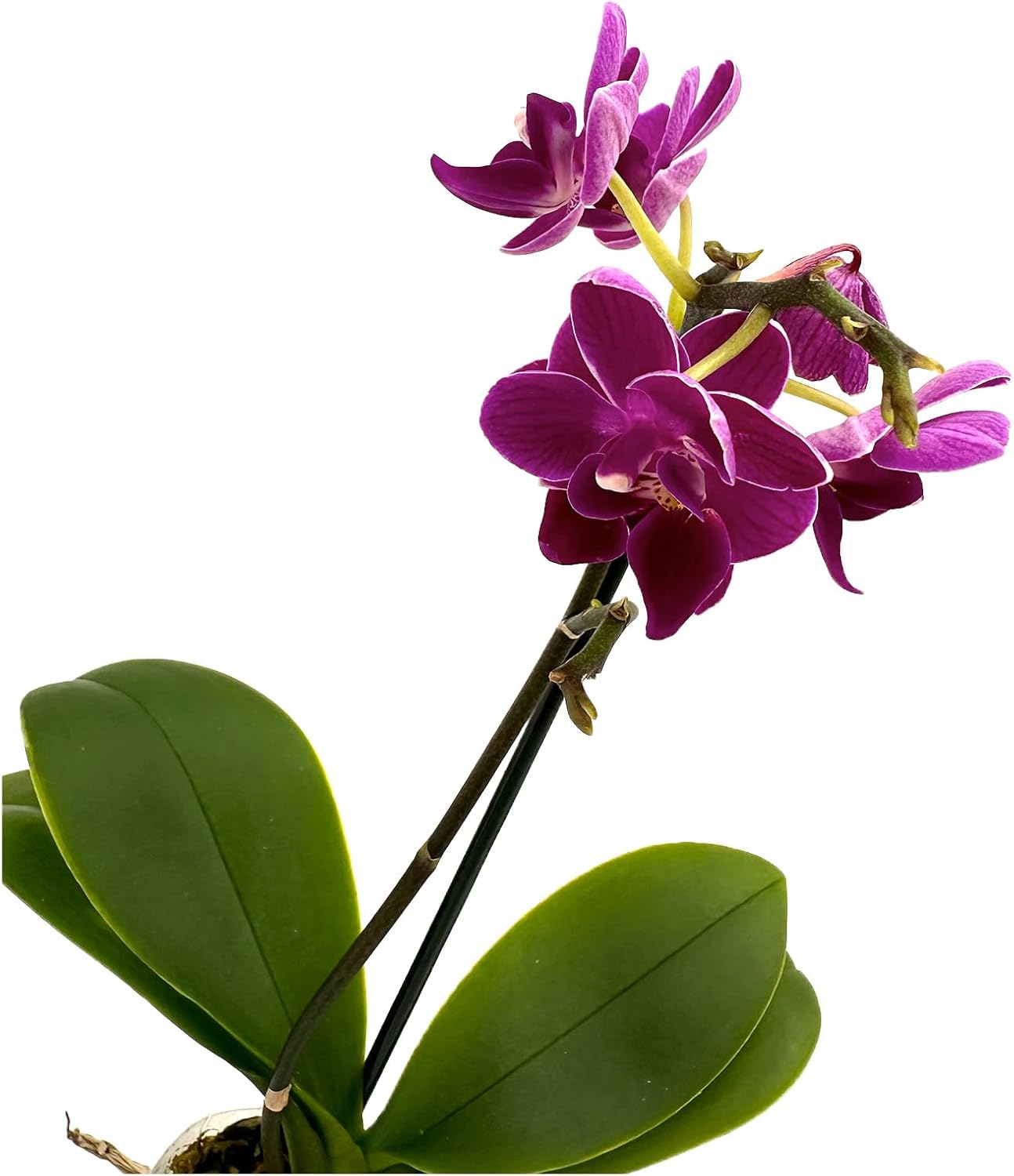 Phalaenopsis Orchid Purple